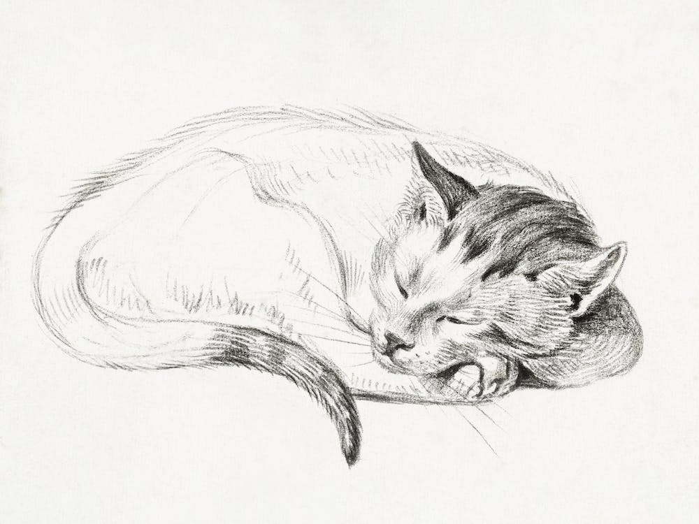 Sketch Of A Sleeping Cat, Jean Bernard