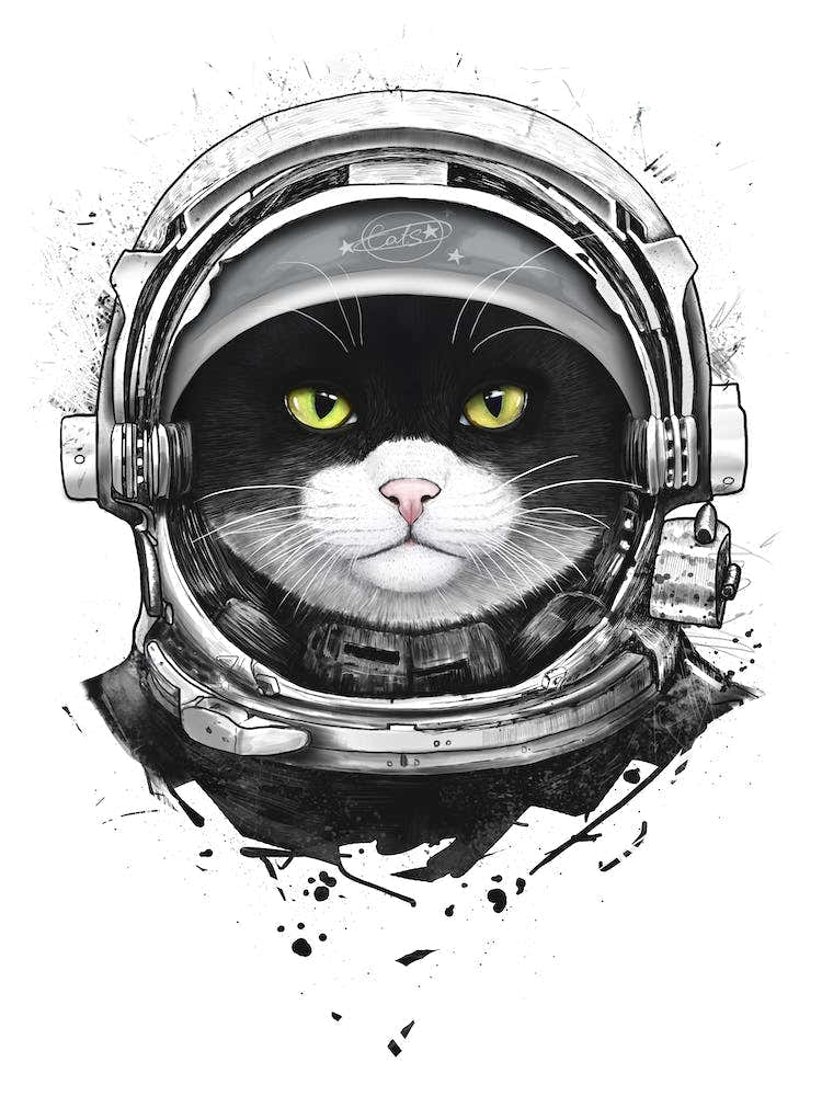 Cosmic Cat