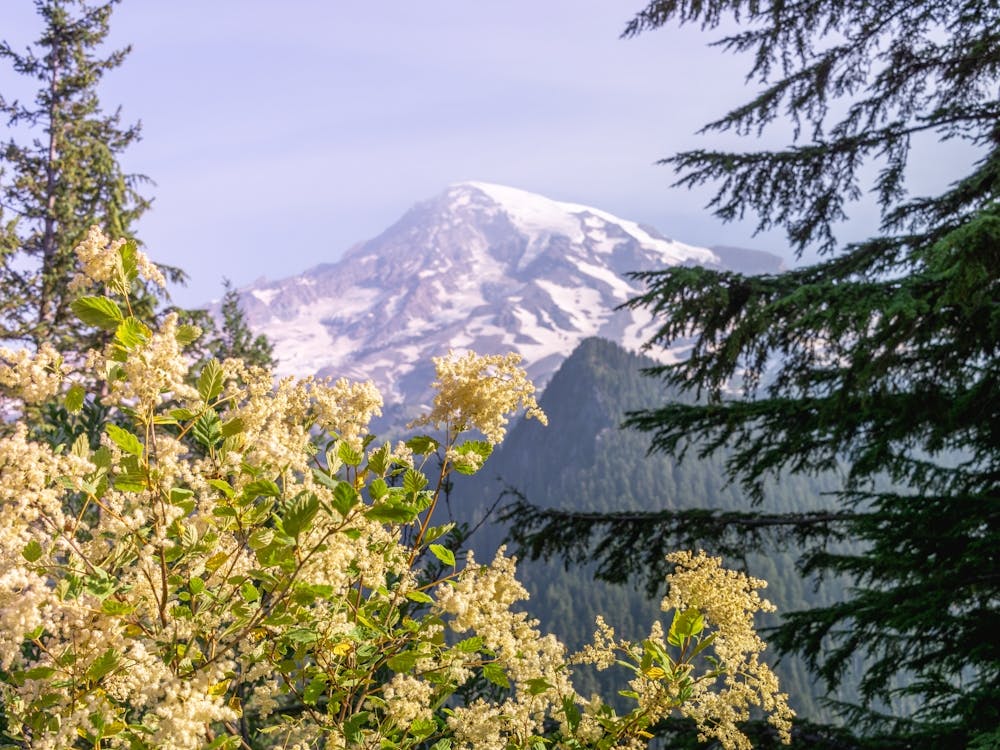 Divinity - Mount Rainier National Park - Wildflower Nature Landscape