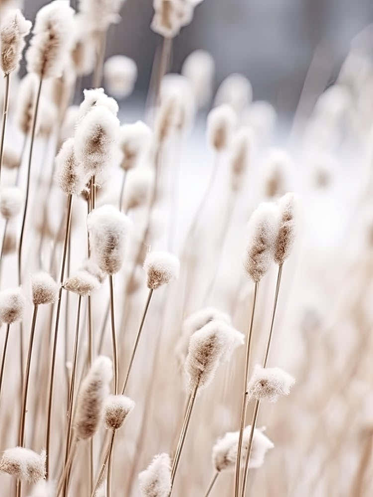 White Flowers Photography 3