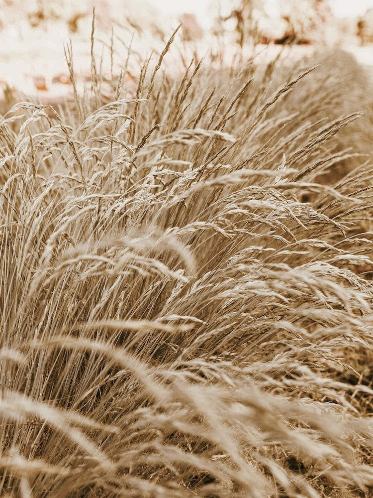 Beige Wheat Grass