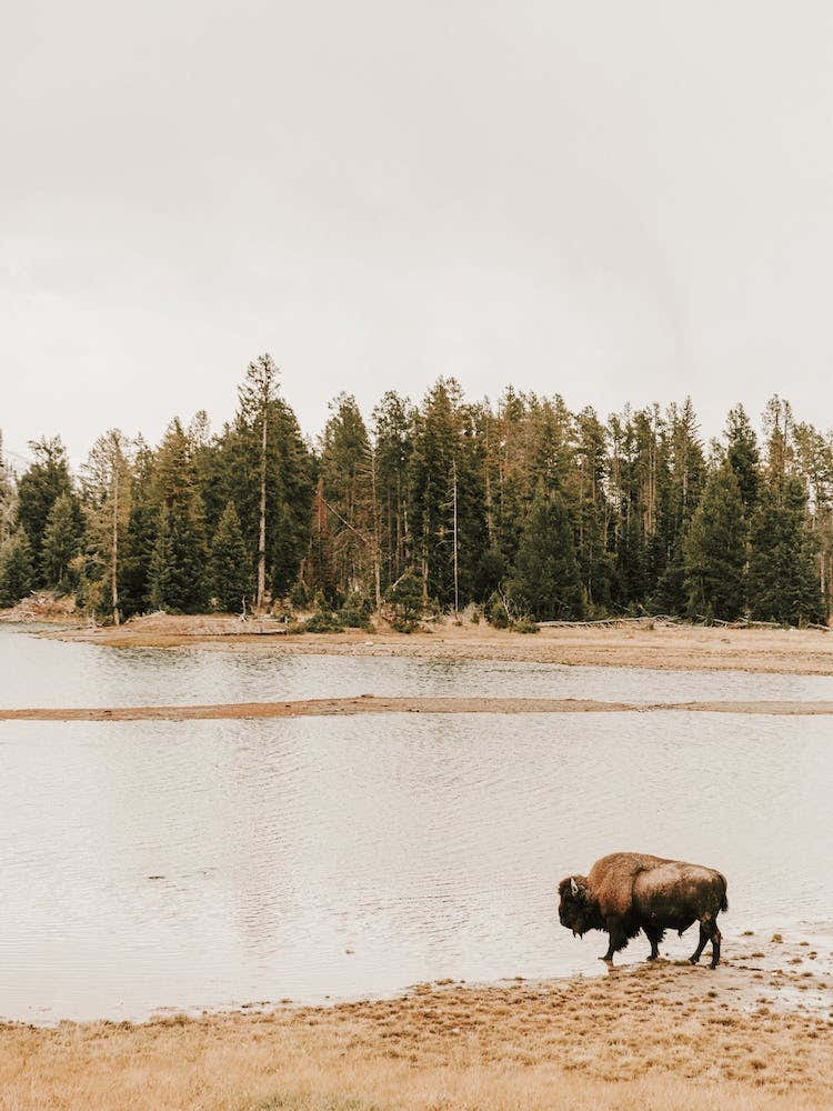 Bison Near Lake