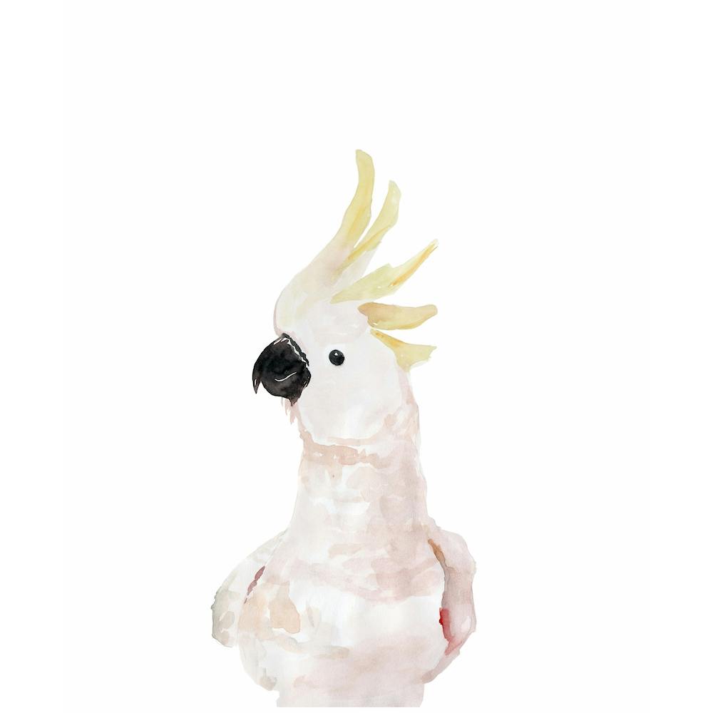 Skandi Cockatoo Square