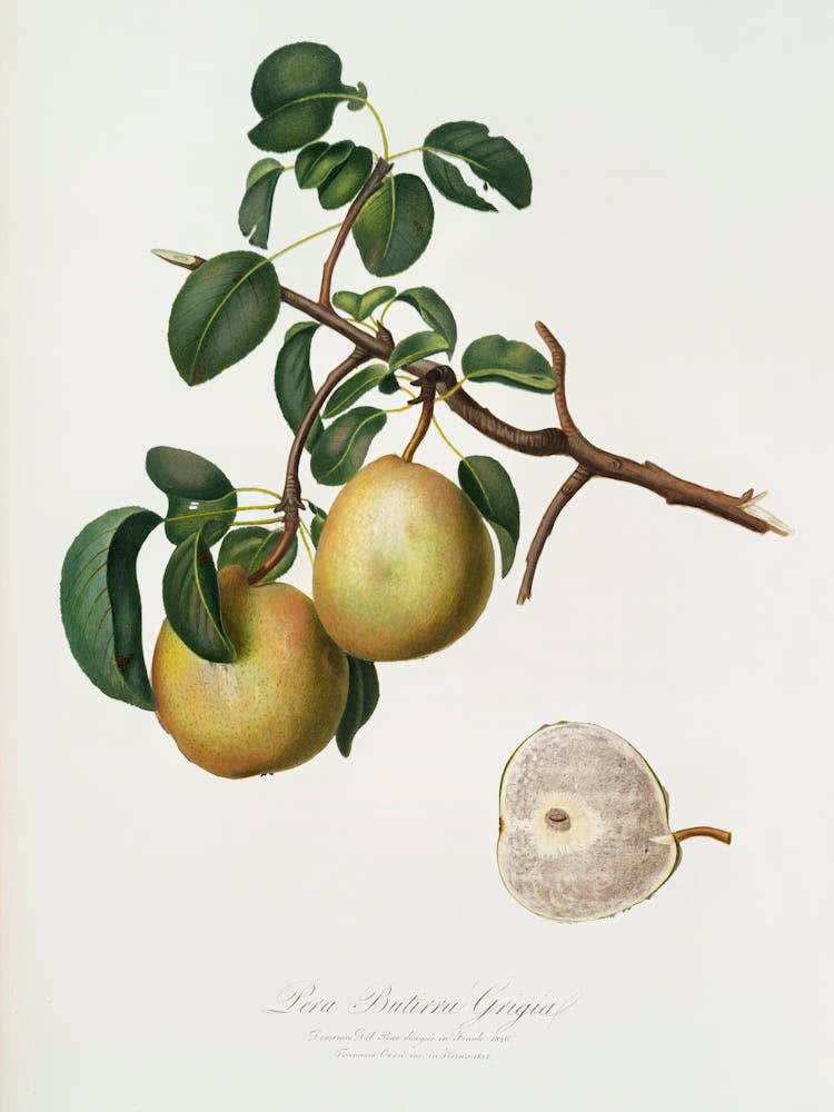 Pear (Pyrus Butyra) From Pomona Italiana (1817 1839), Giorgio Gallesio 1