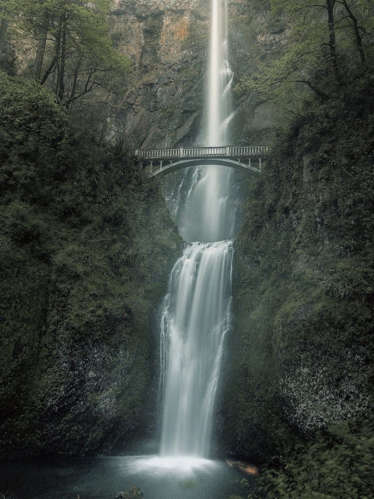 Washington Forest Waterfall