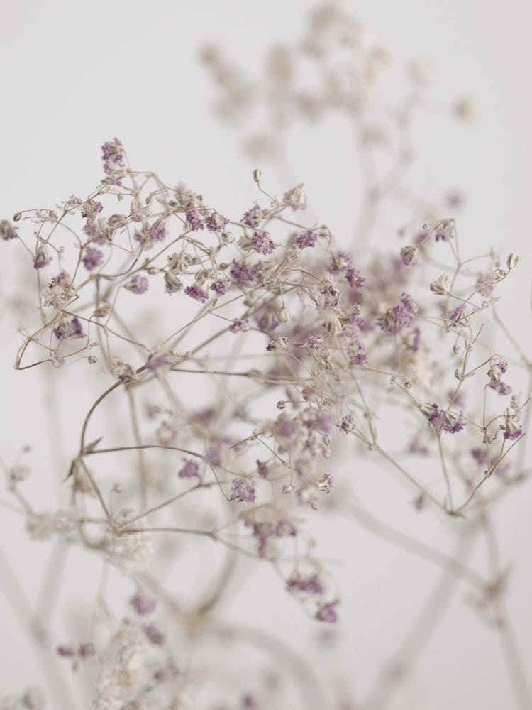 Blossoms In The Field