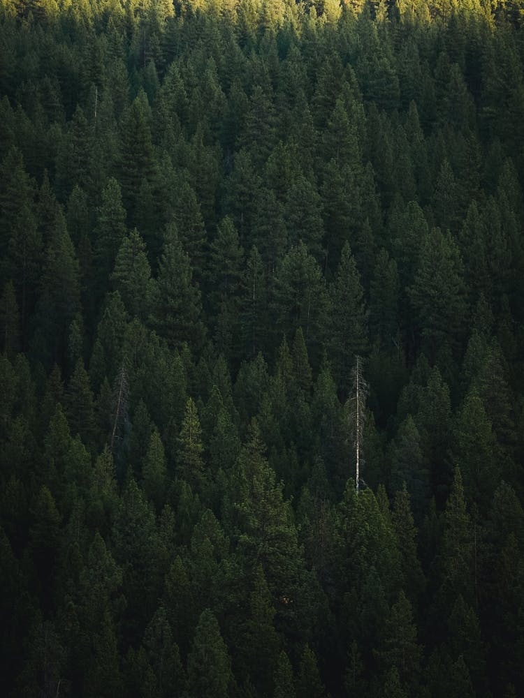 Green Forest Wall Art