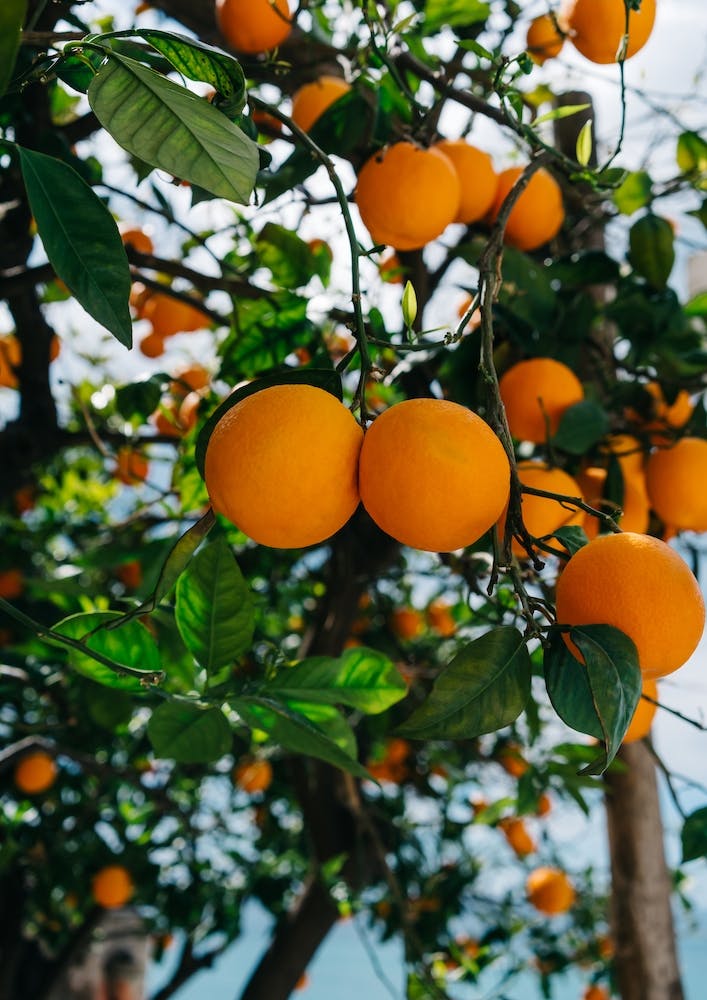 Amalfi Coast Oranges III