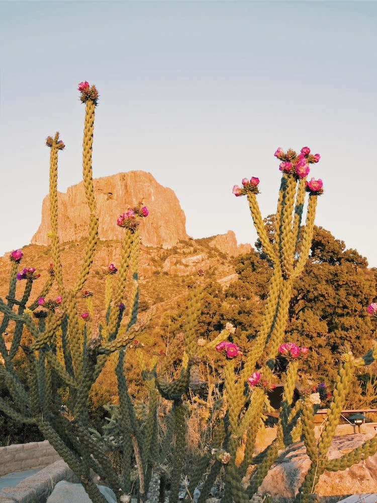 Purple Cactus Flowers