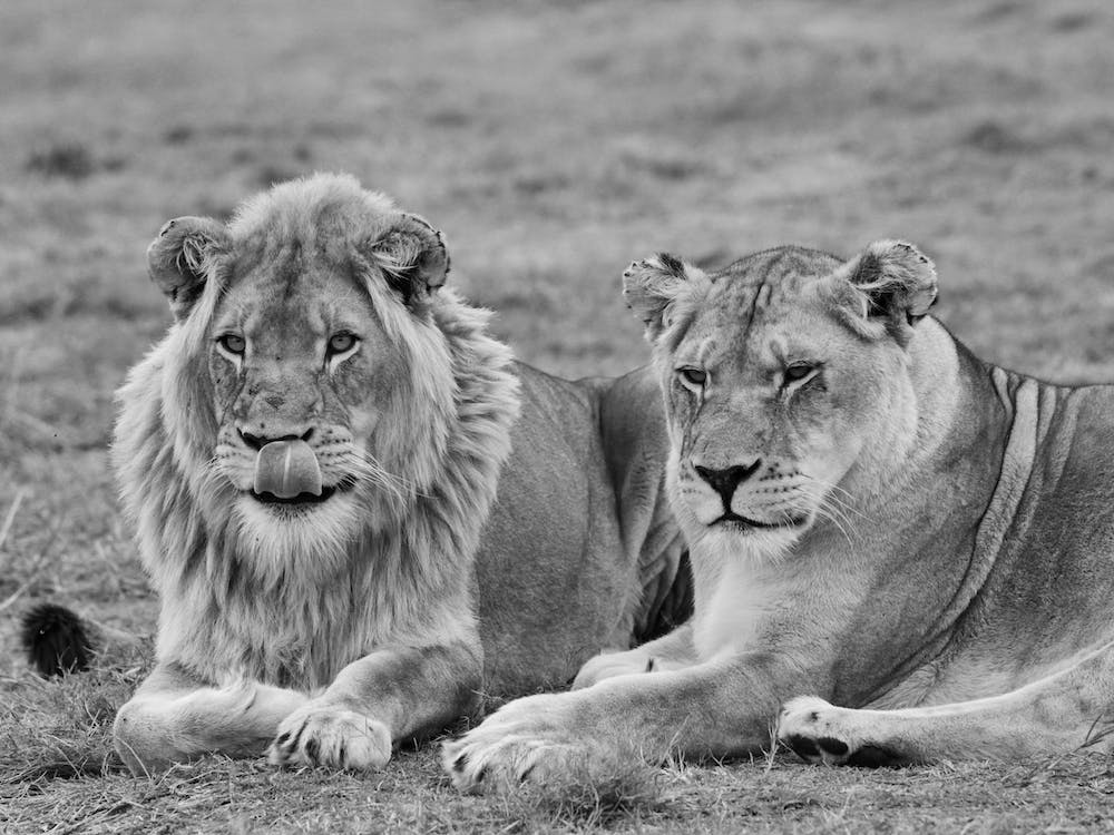 Lion Couple