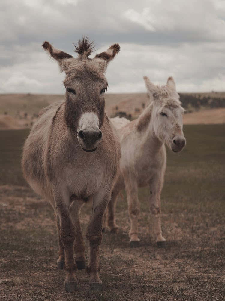 Two Donkeys