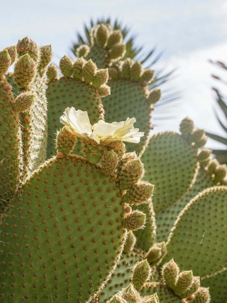 Blooming Cactus Plant
