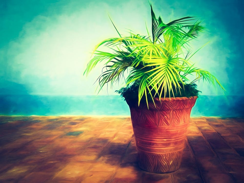 Potted Plant On A Cuban Terrace