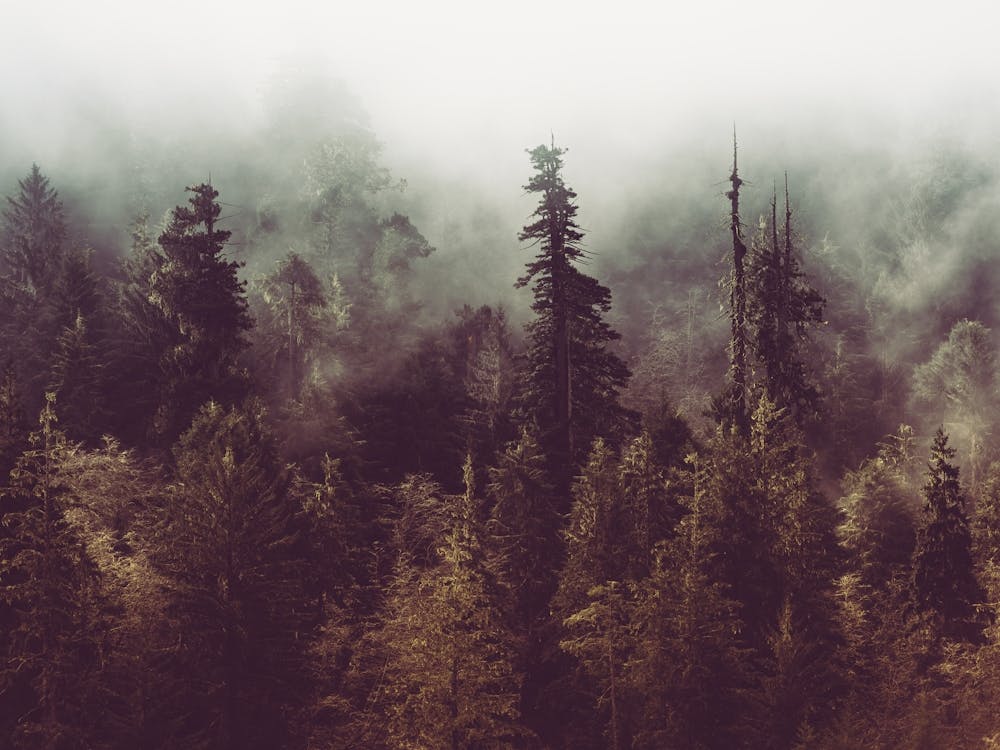 Foggy Forest -Redwood National Park