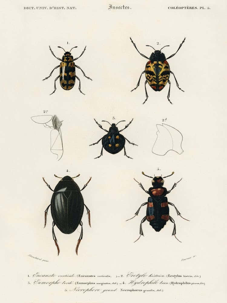 Different Types Of Beetles, Charles Dessalines D'Orbigny 2
