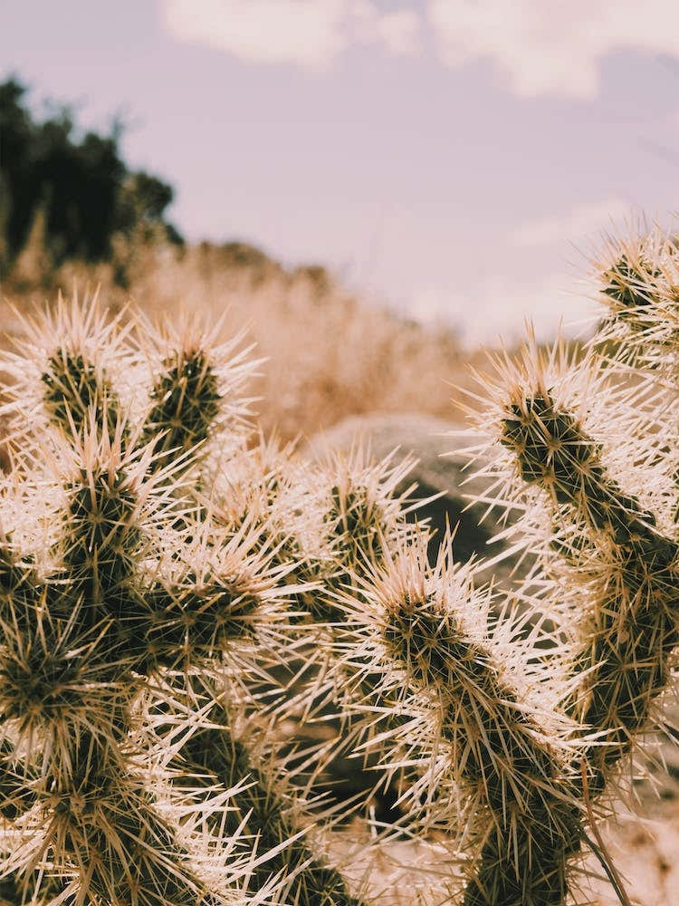 Warm Desert Cactus