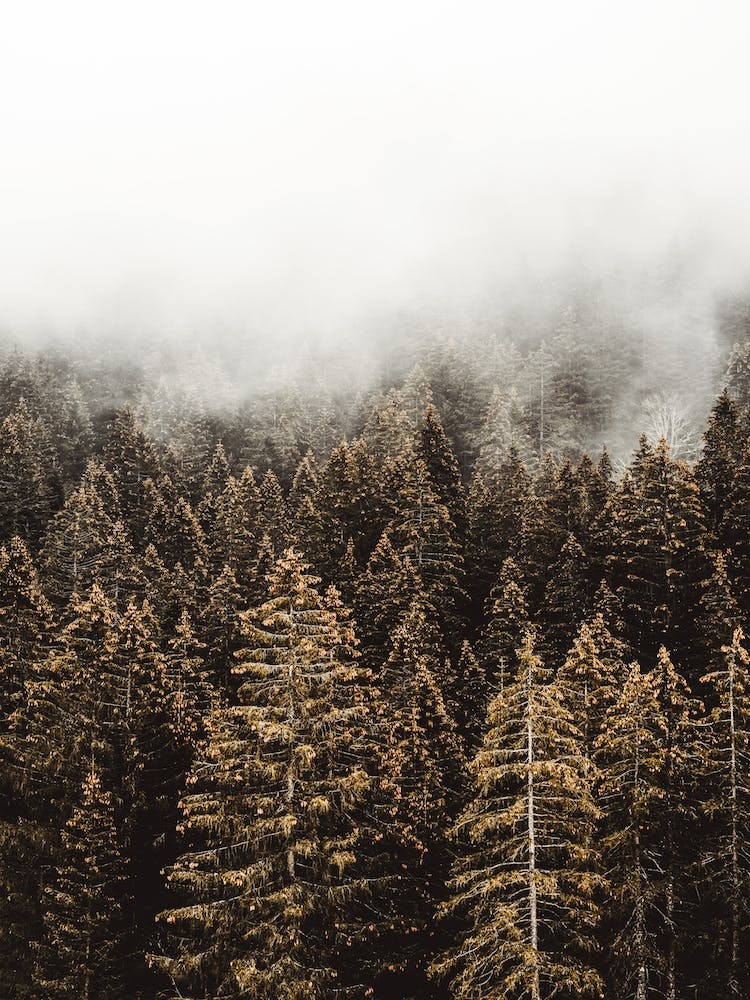 Tall Pine Trees