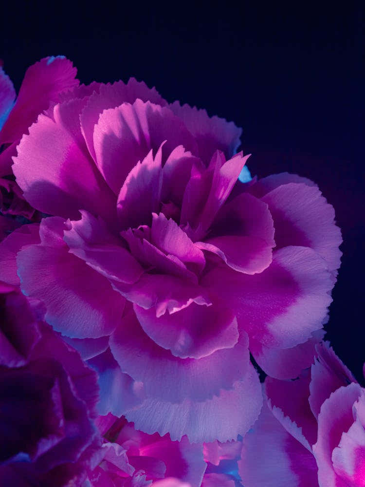 Carnations 2