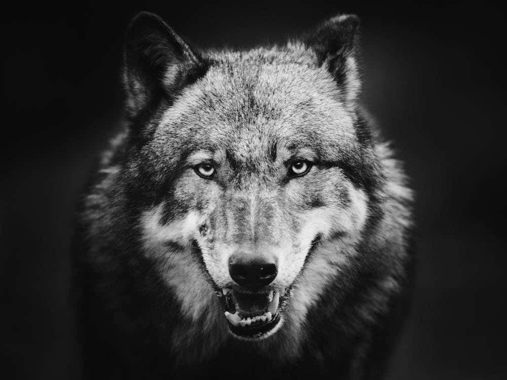 Black And White Wolf
