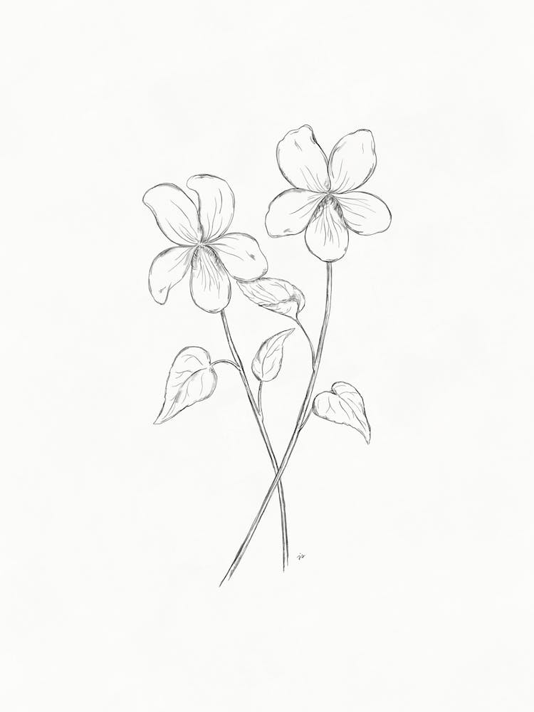 Violet Sketch