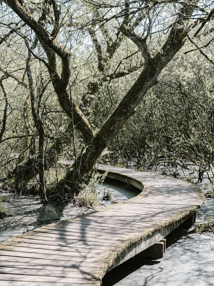 Wooden Bridge In The Woods In The Moerputten In Den Bosch