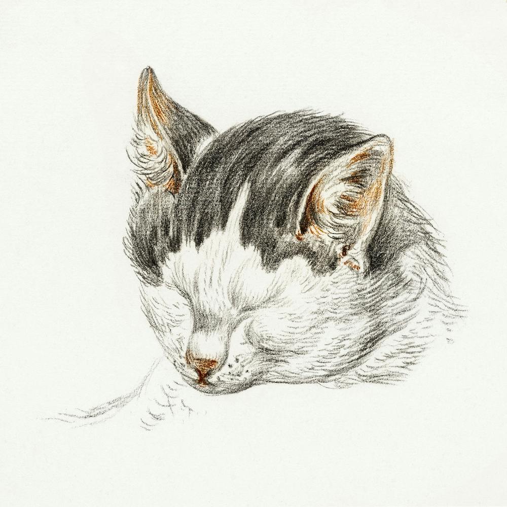 Sketch Of A Cat 1, Jean Bernard