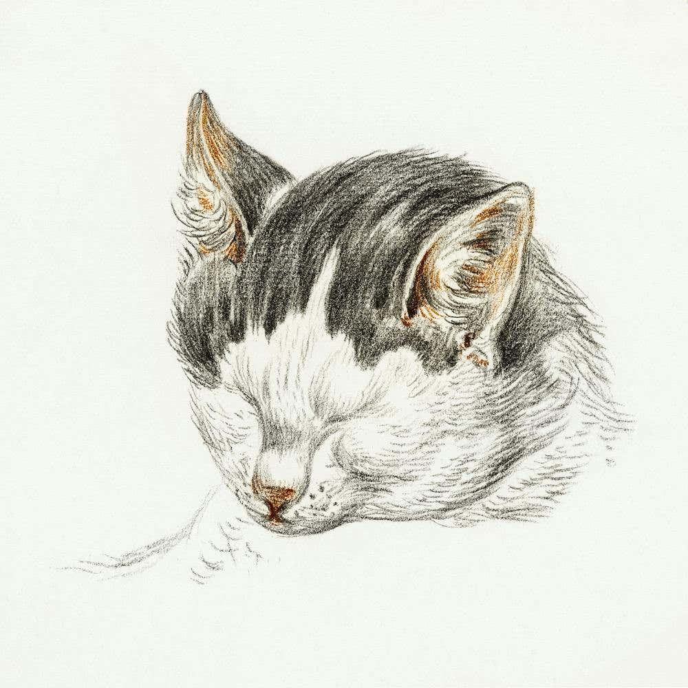 Sketch Of A Cat 1, Jean Bernard