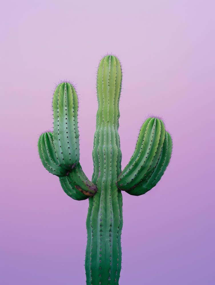 Cactus On A Purple Background