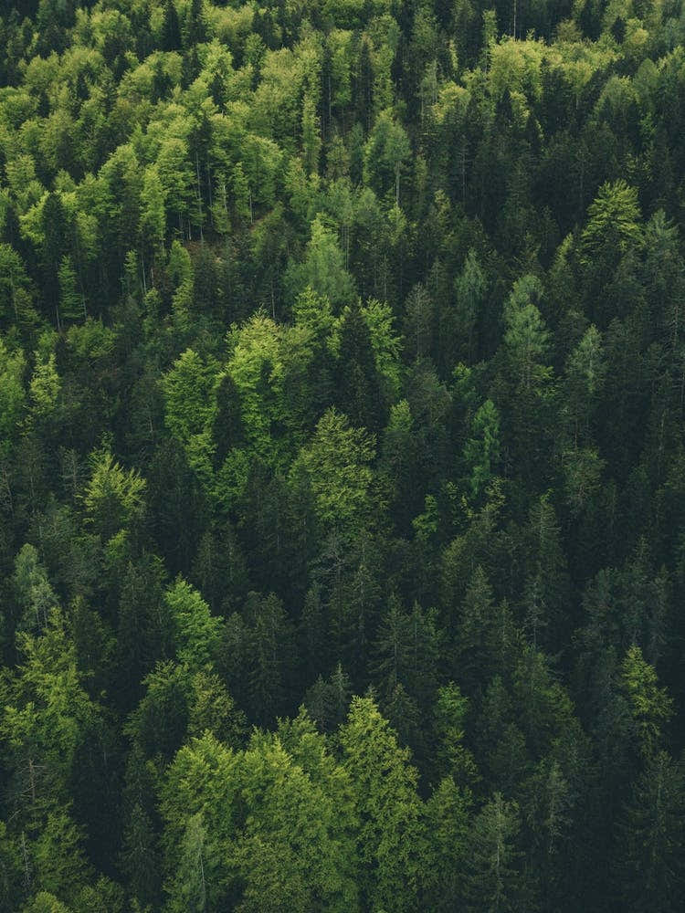 Aerial View Of A Forest