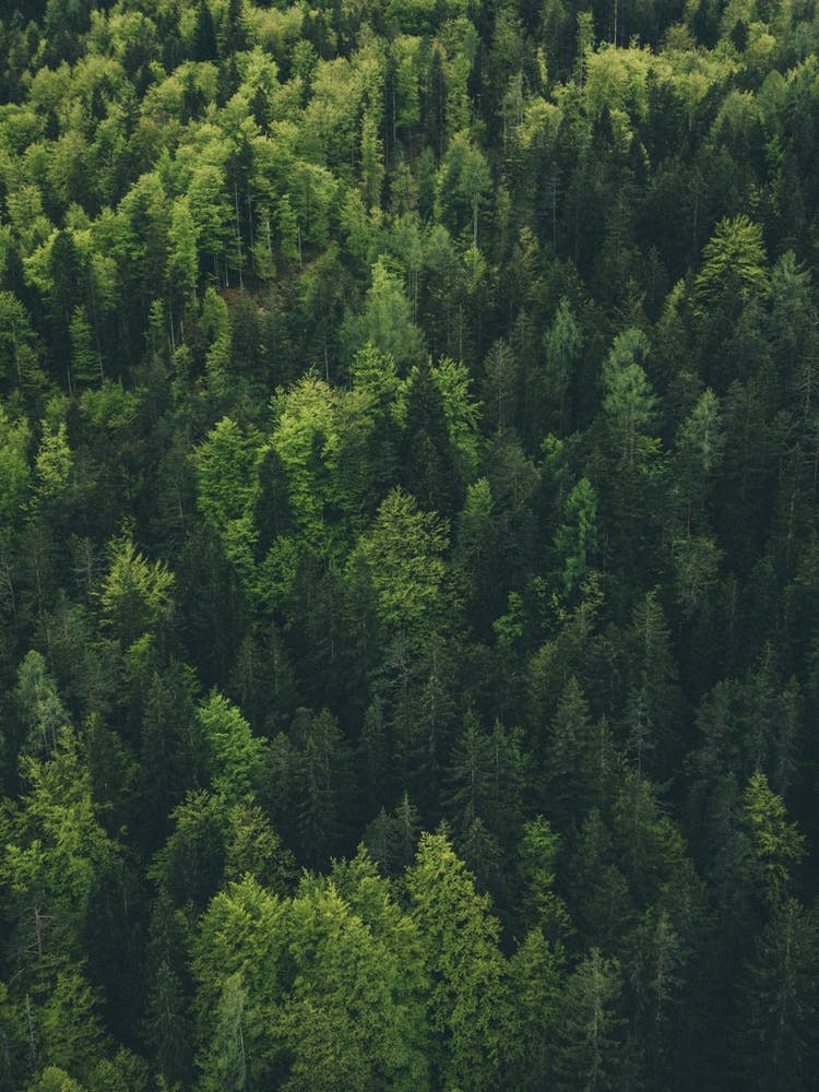 Aerial View Of A Forest