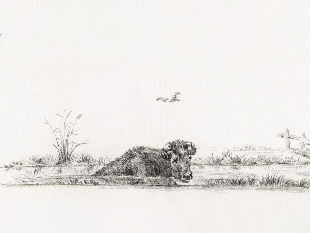 Cow In The Water, Jean Bernard