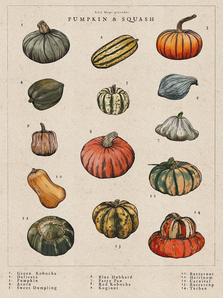 Pumpkin & Squash Illustrated Garden