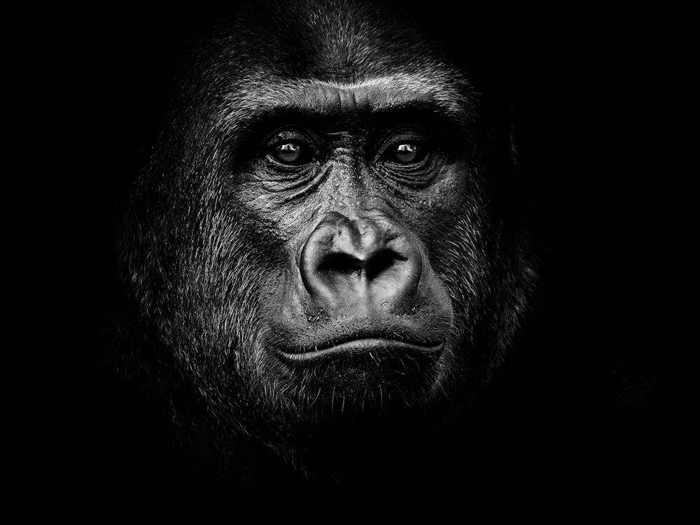 Black And White Gorilla Portrait