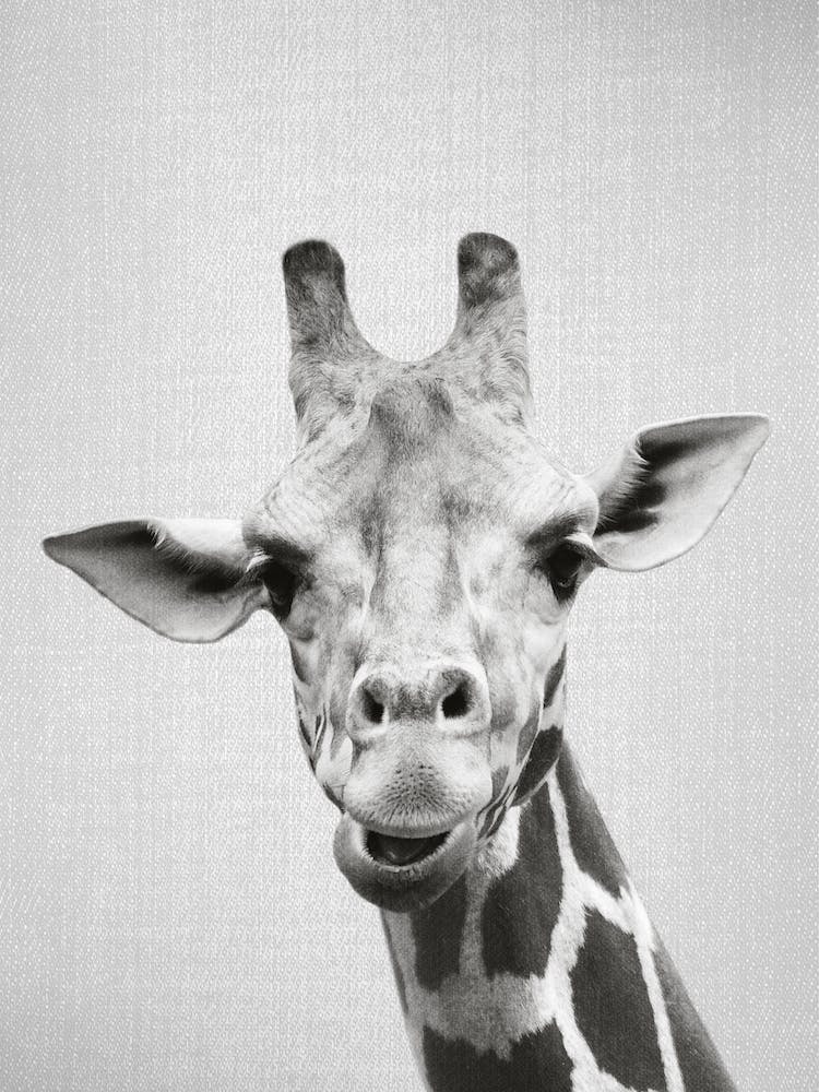 Giraffe - Black & White