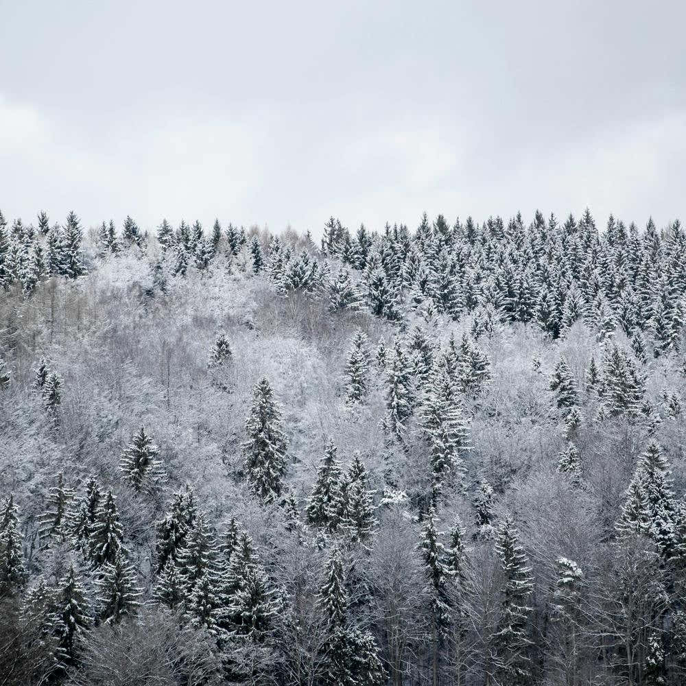 White Winter Forest Square