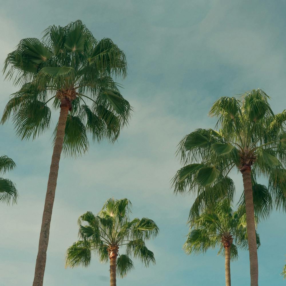 Summer Time With Green Palms And Blue Skies  Colour Travel Photography  Landscape Square