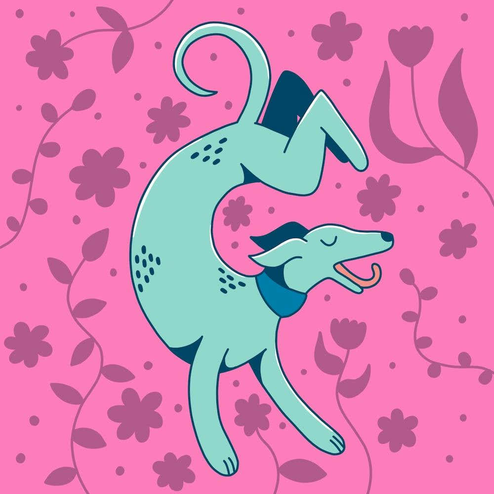 Pink Sighthound Whippet Greyhound Dog on Floral Background