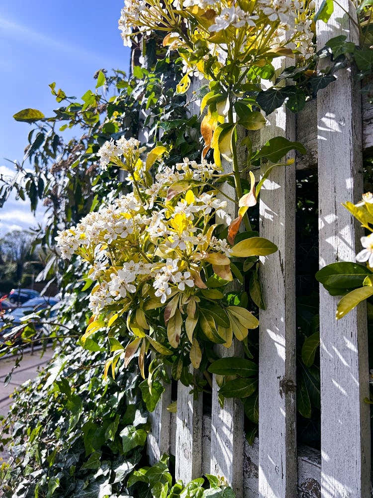 White Picket Fence
