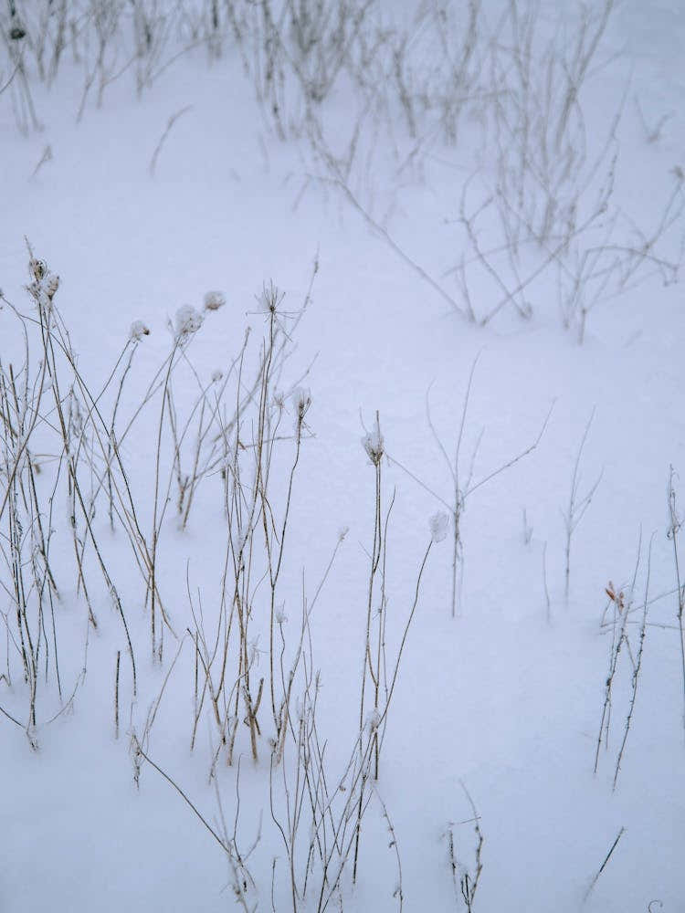Snowy Stems