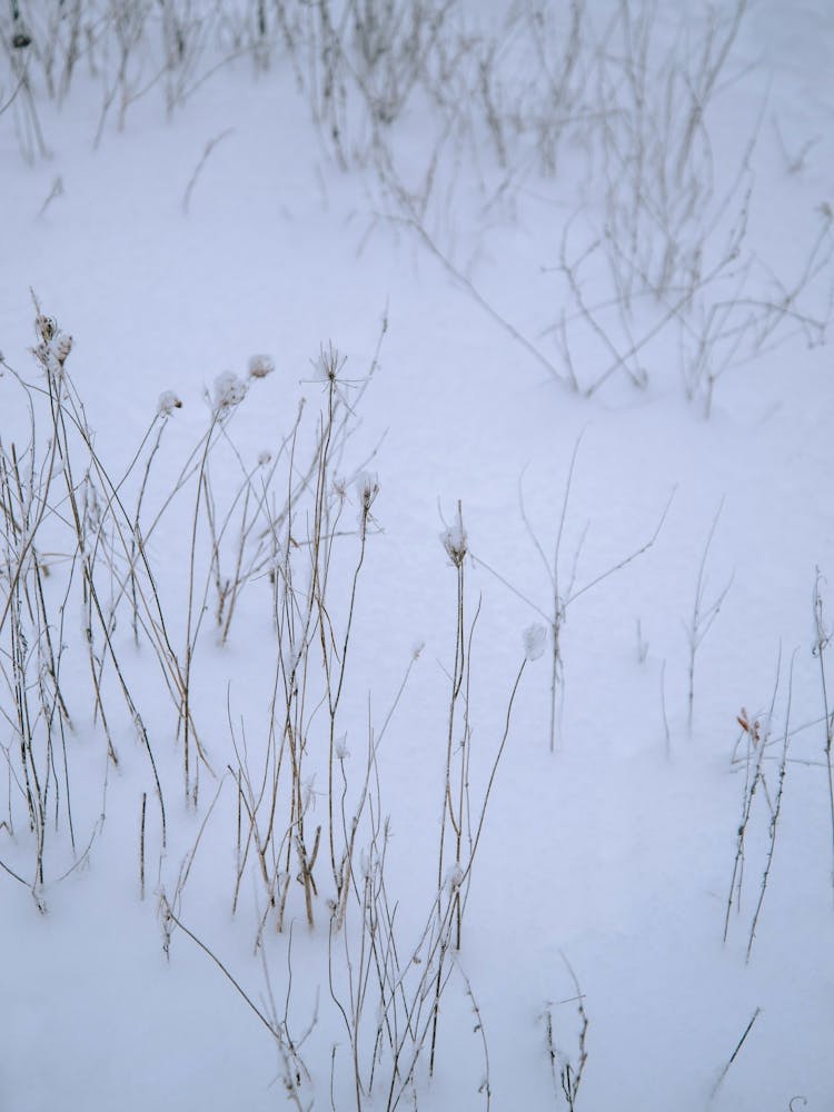 Snowy Stems