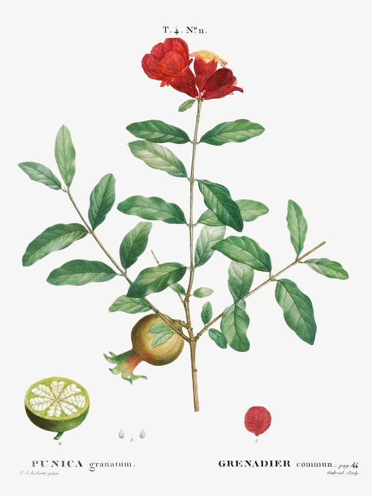 Pomegranate, Pierre Joseph Redoute 1