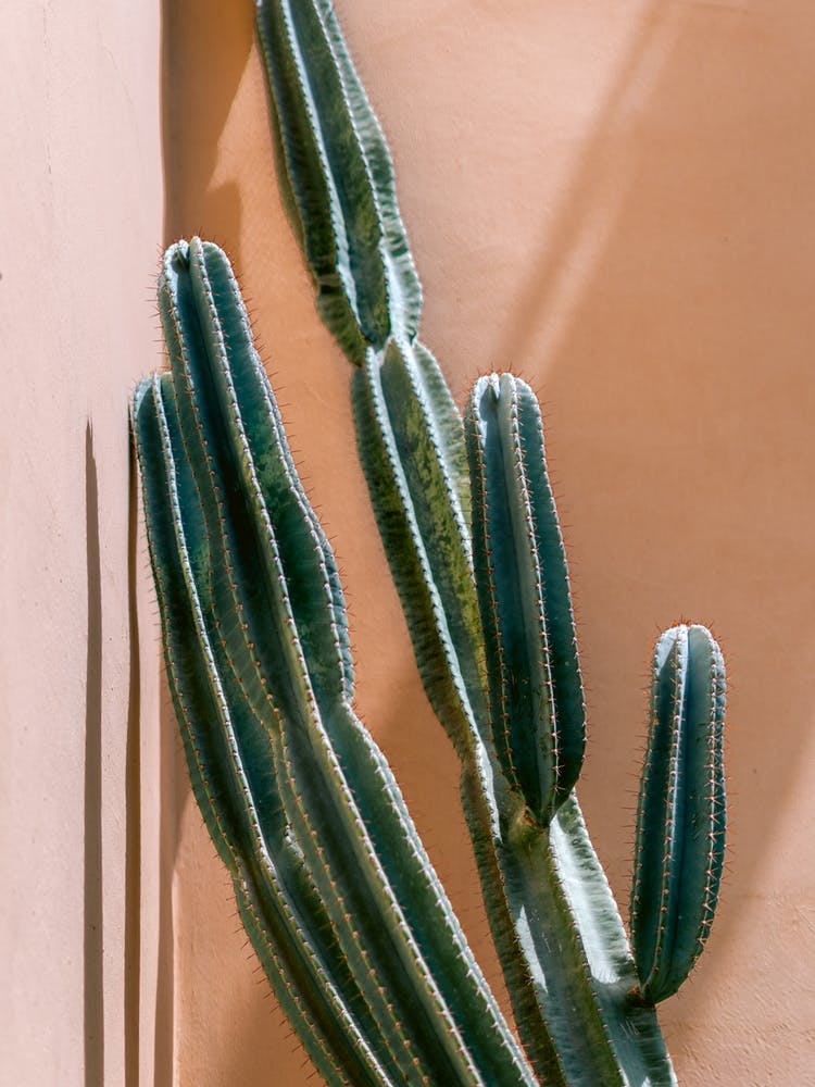 Cactus against pink wall in Fes, Morocco | Colorful travel photography