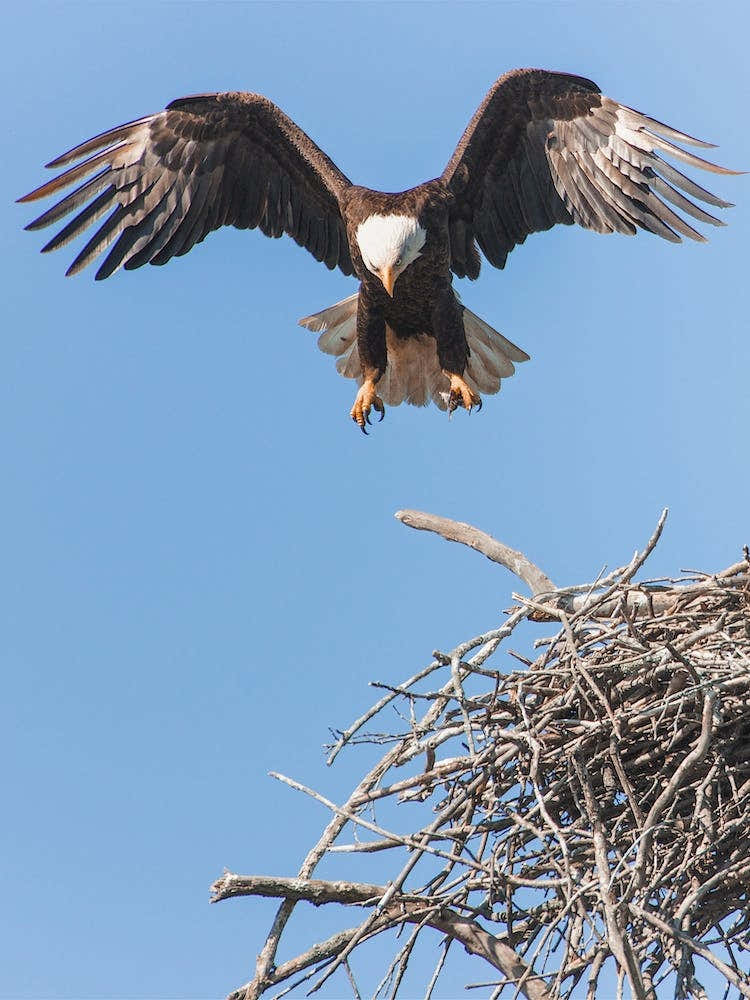 Bald Eagle Nest