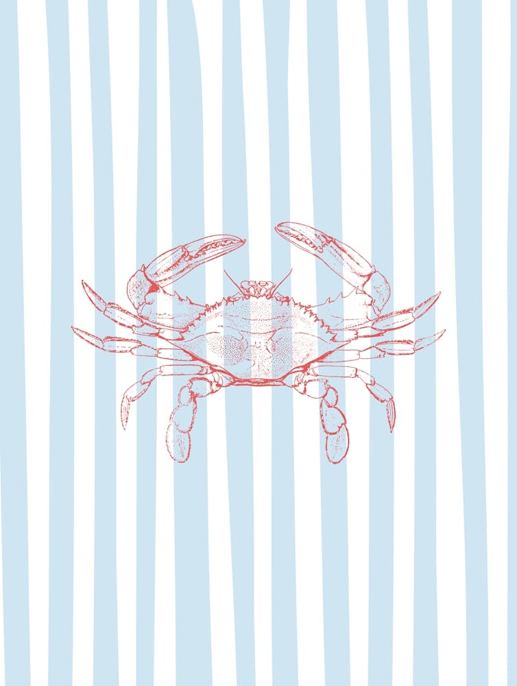 Stripey Crab