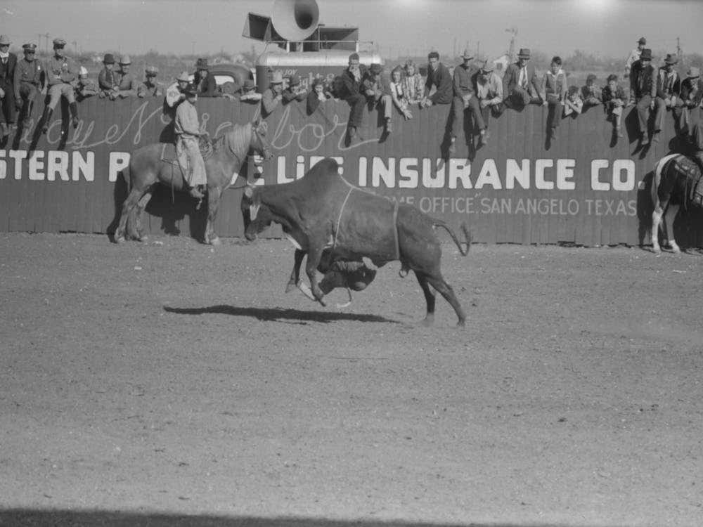 Rodeo Performer Riding Brahma Bull At The Rodeo Of The San Angelo Fat Stock Show, San Angelo, Texas By Russell Lee 1