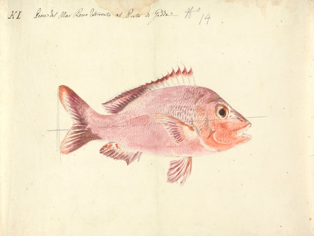 A Fish From The Red Sea, Luigi Balugani