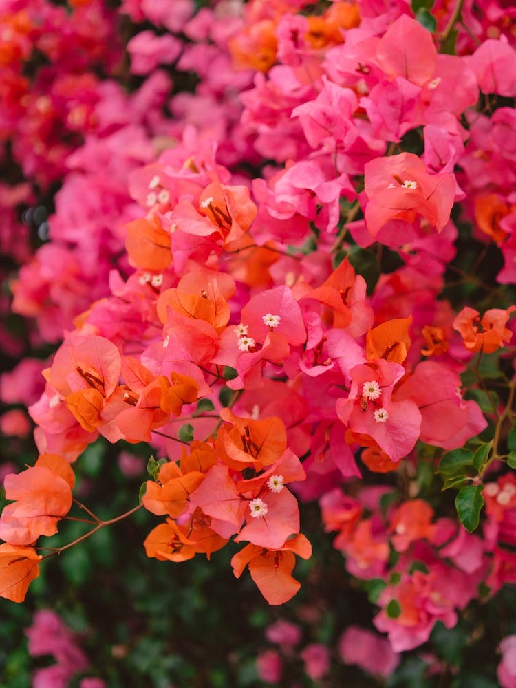 California Blooms XII