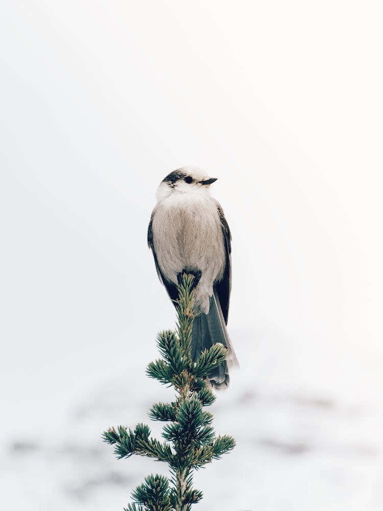 Winter Bird