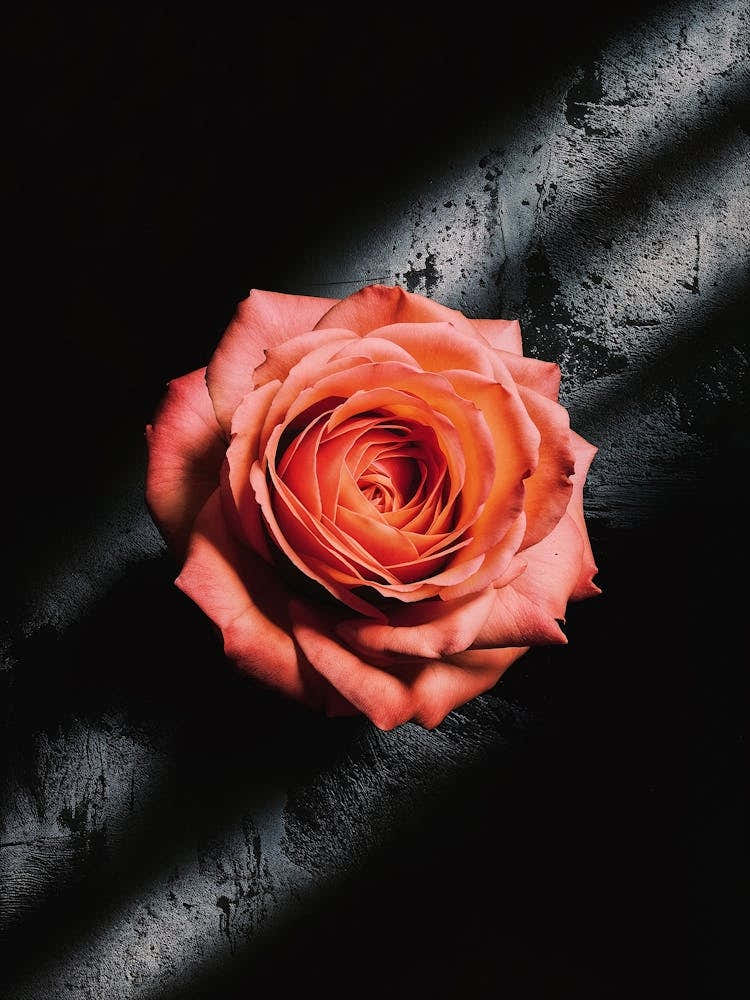 Peach Rose