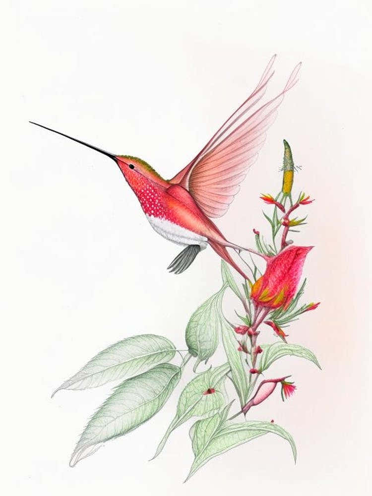 Allen S Hummingbird Quentin Blake Illustration